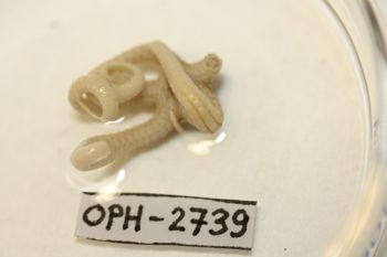 Media type: image;   Invertebrate Zoology OPH-2739 Description: Preserved specimen.;